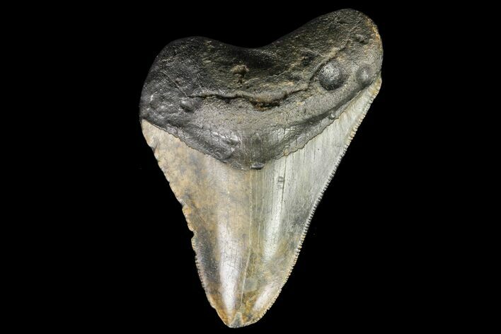 Serrated, Megalodon Tooth - Bargain Tooth #76348
